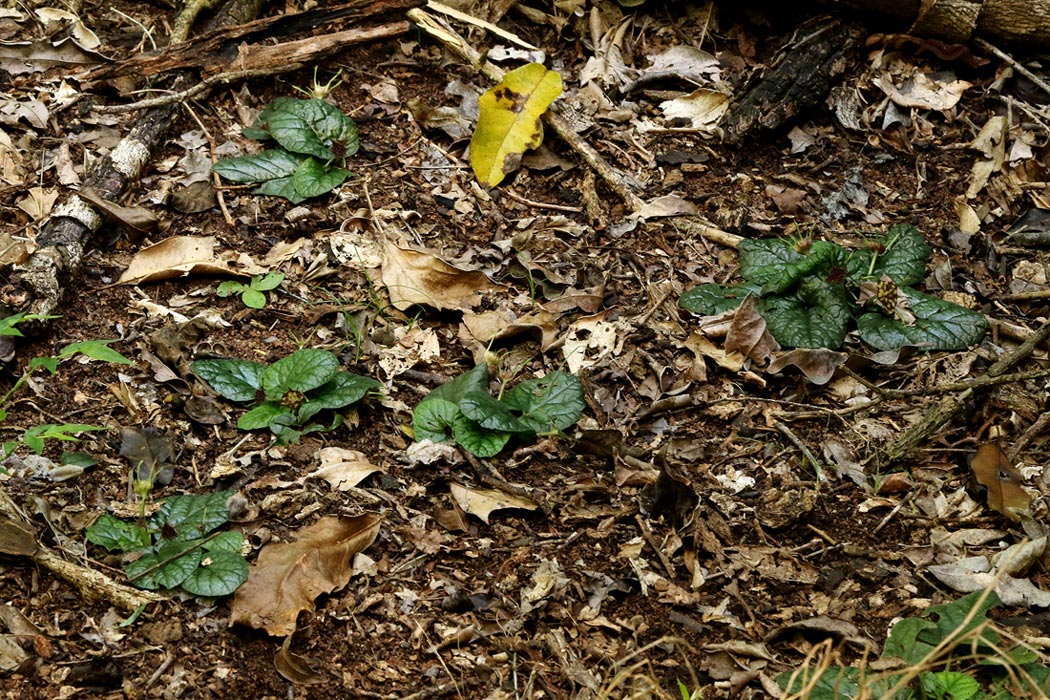 Dorstenia zambesiaca