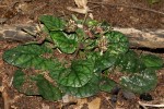 Dorstenia zambesiaca