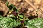 Dorstenia zambesiaca