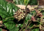 Dorstenia zambesiaca