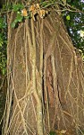 Ficus lingua subsp. depauperata