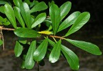 Ficus lingua subsp. depauperata