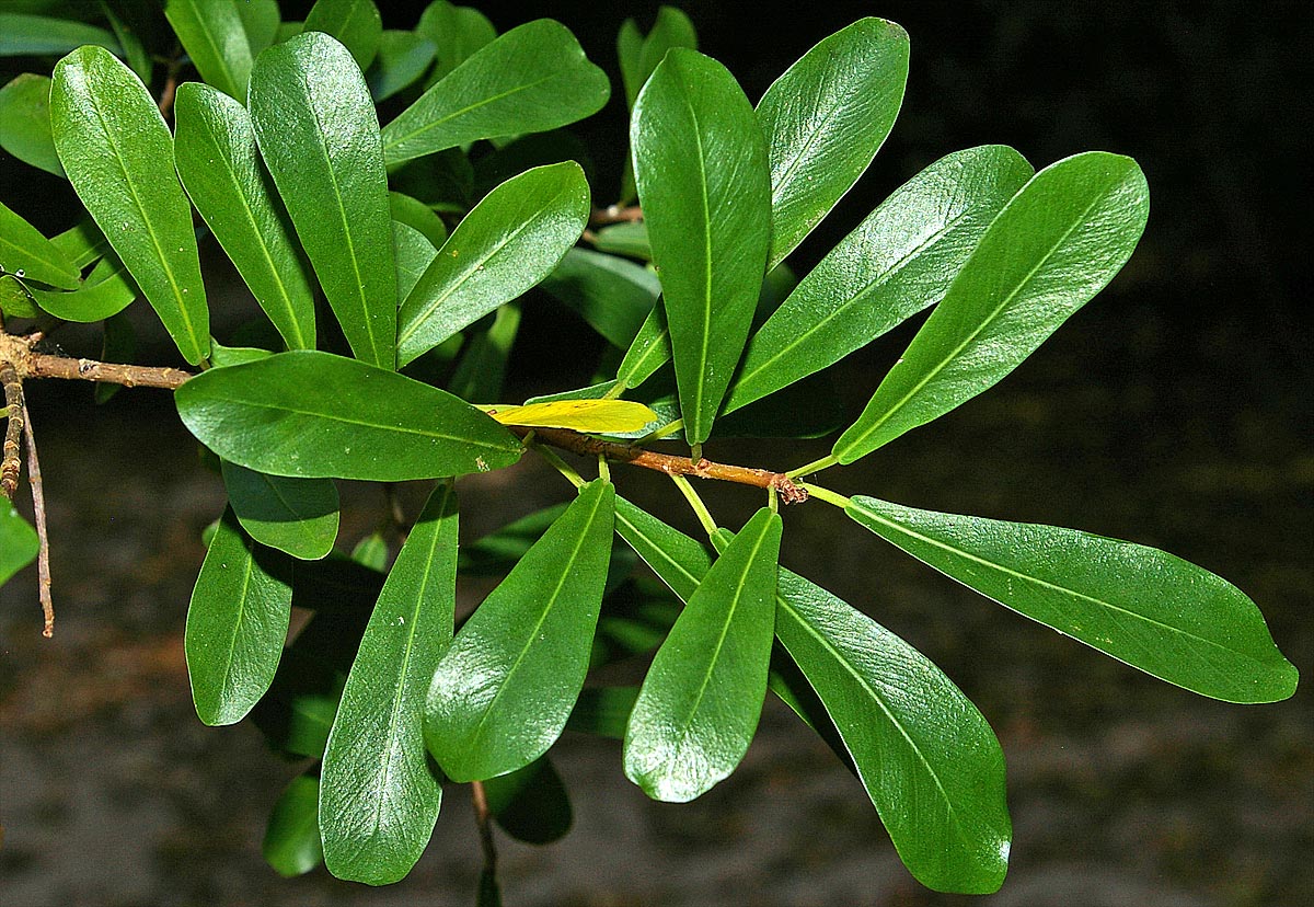 Ficus lingua subsp. depauperata