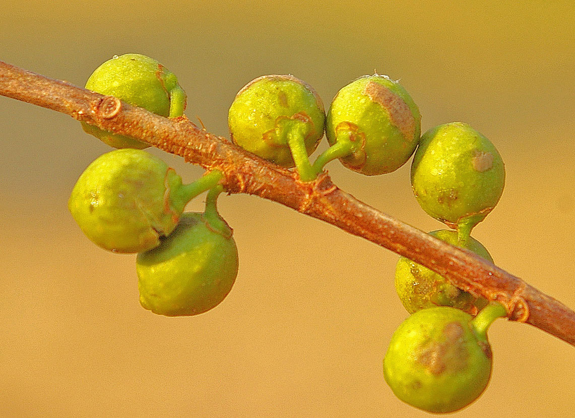 Ficus lingua subsp. depauperata
