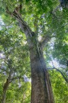 Ficus lingua subsp. depauperata
