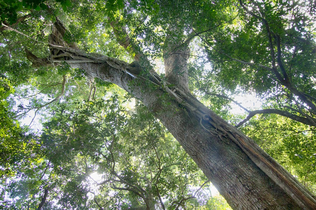 Ficus lingua subsp. depauperata