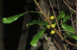 Ficus lingua subsp. depauperata