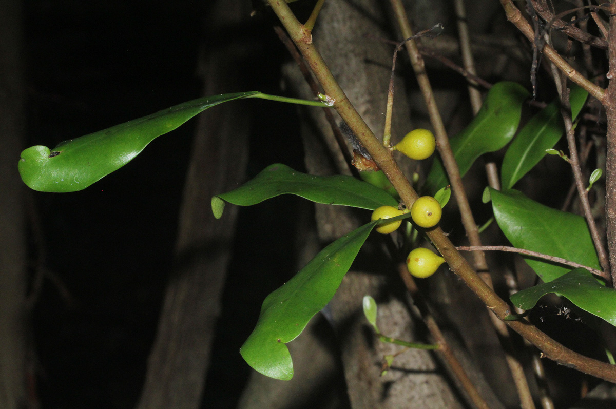 Ficus lingua subsp. depauperata