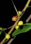 Ficus lingua subsp. depauperata