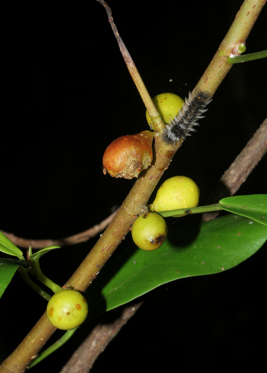 Ficus lingua subsp. depauperata