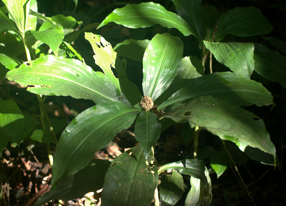Pollia condensata