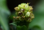 Pollia condensata