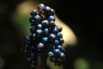Pollia condensata