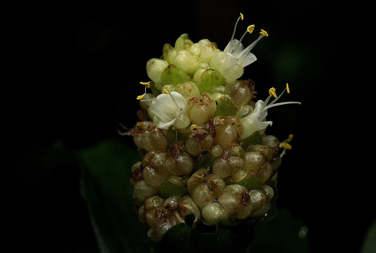 Pollia condensata