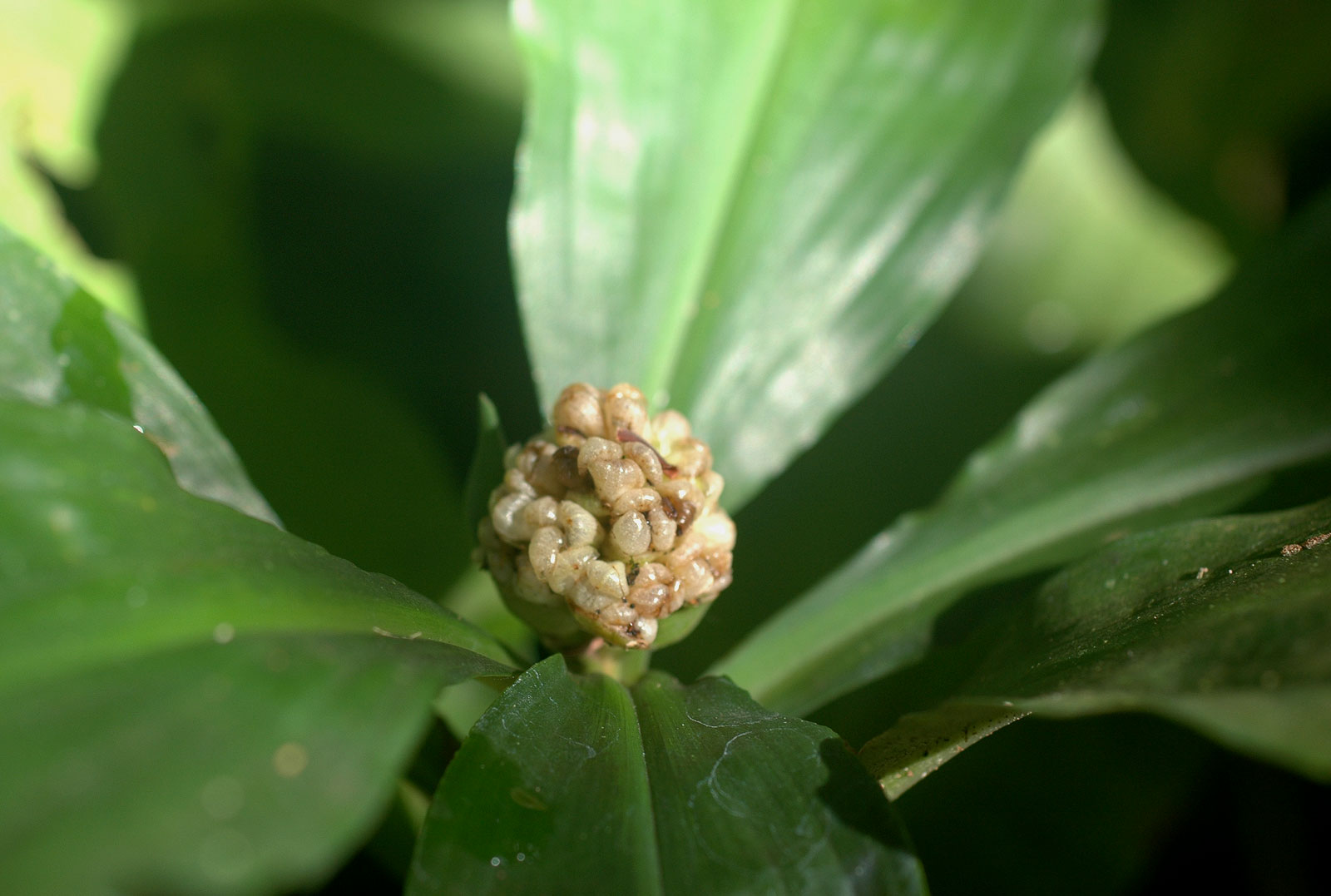 Pollia condensata