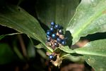 Pollia condensata