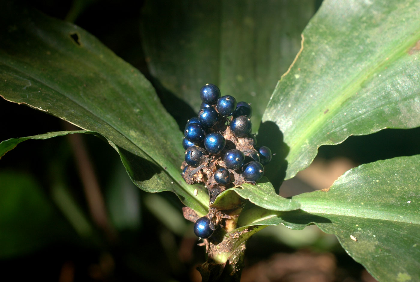 Pollia condensata