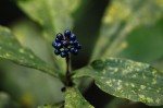 Pollia condensata