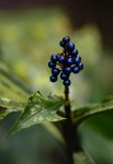 Pollia condensata