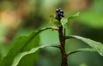 Pollia condensata