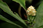 Pollia condensata