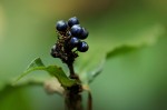 Pollia condensata