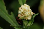 Pollia condensata