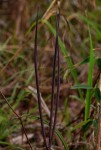 Raphionacme splendens subsp. splendens
