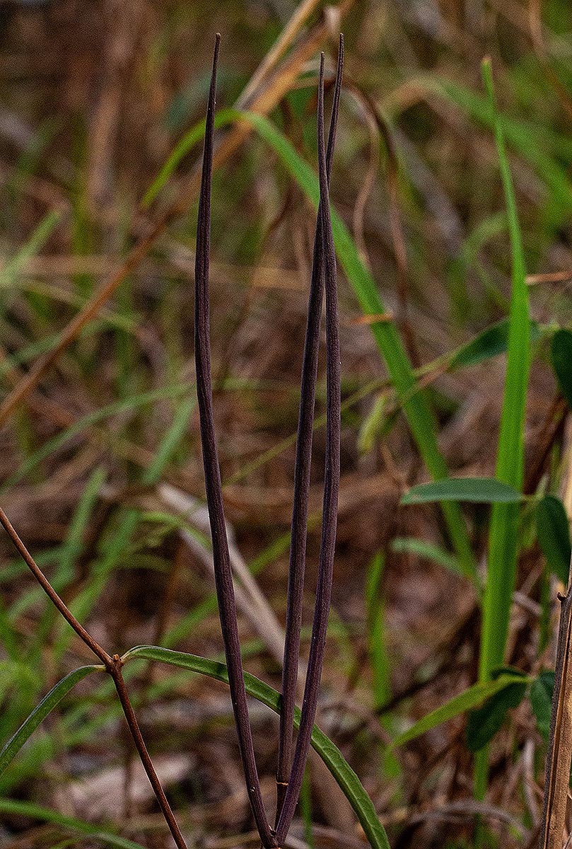 Raphionacme splendens subsp. splendens