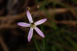 Raphionacme splendens subsp. splendens