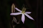 Raphionacme splendens subsp. splendens