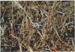 Raphionacme splendens subsp. splendens