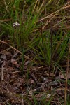 Raphionacme splendens subsp. splendens