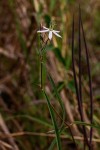 Raphionacme splendens subsp. splendens