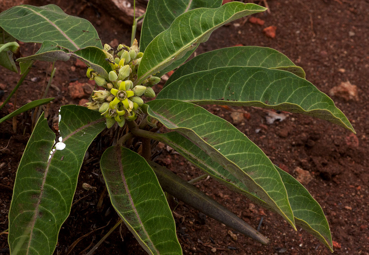 Raphionacme utilis