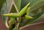 Raphionacme utilis