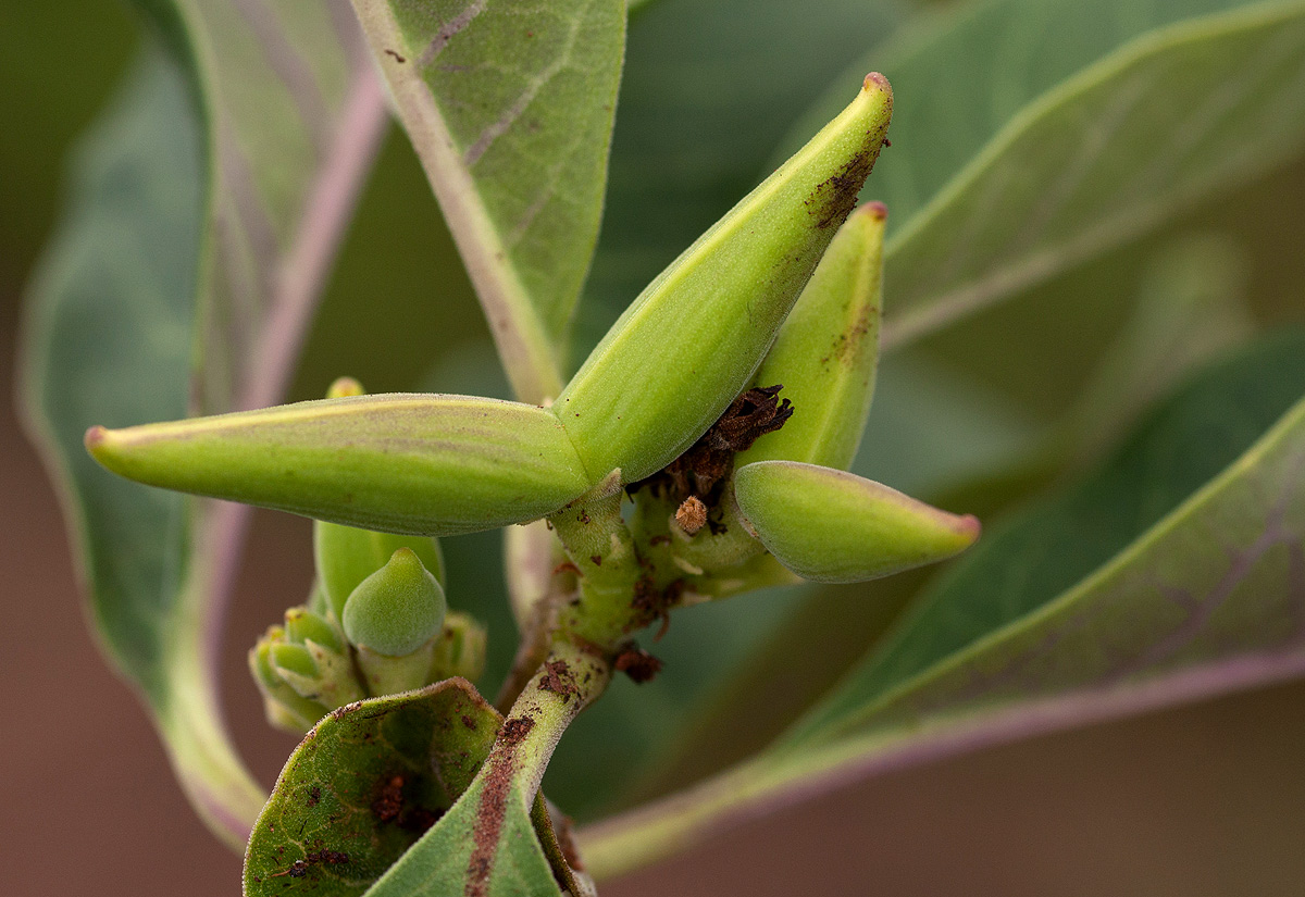 Raphionacme utilis