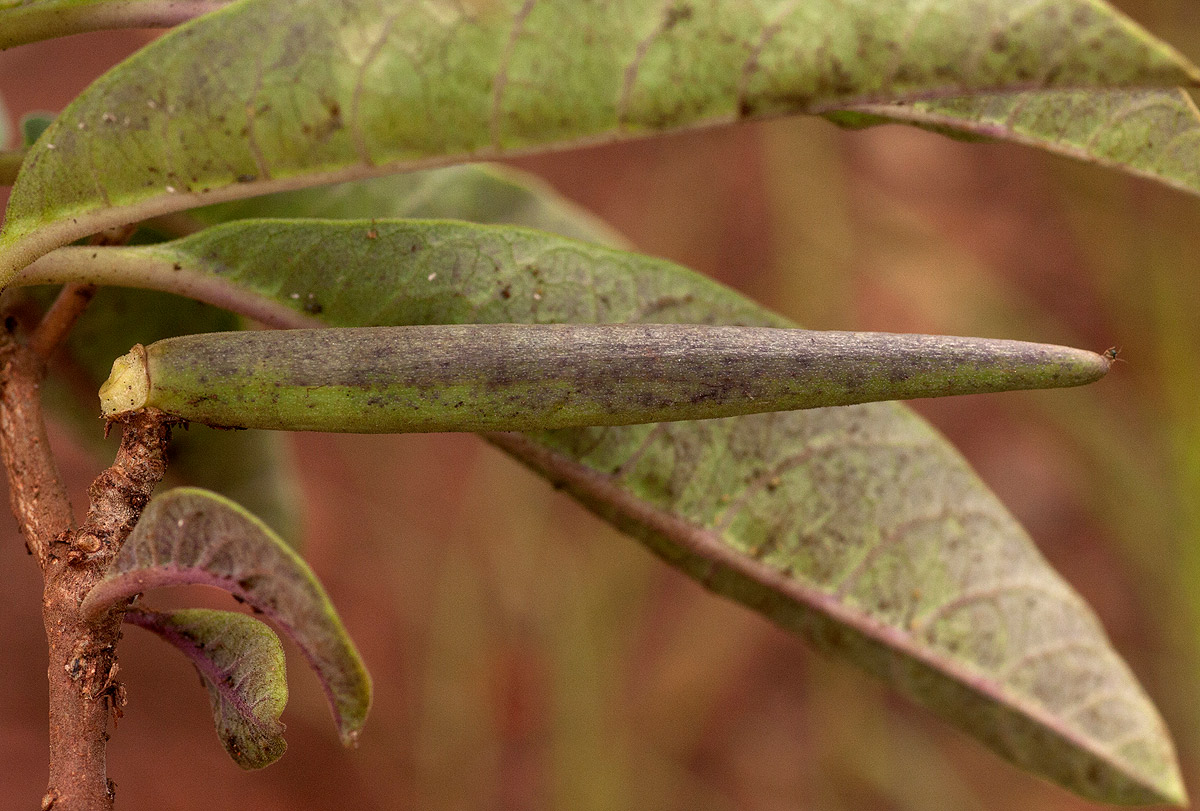 Raphionacme utilis