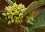 Raphionacme utilis