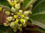 Raphionacme utilis