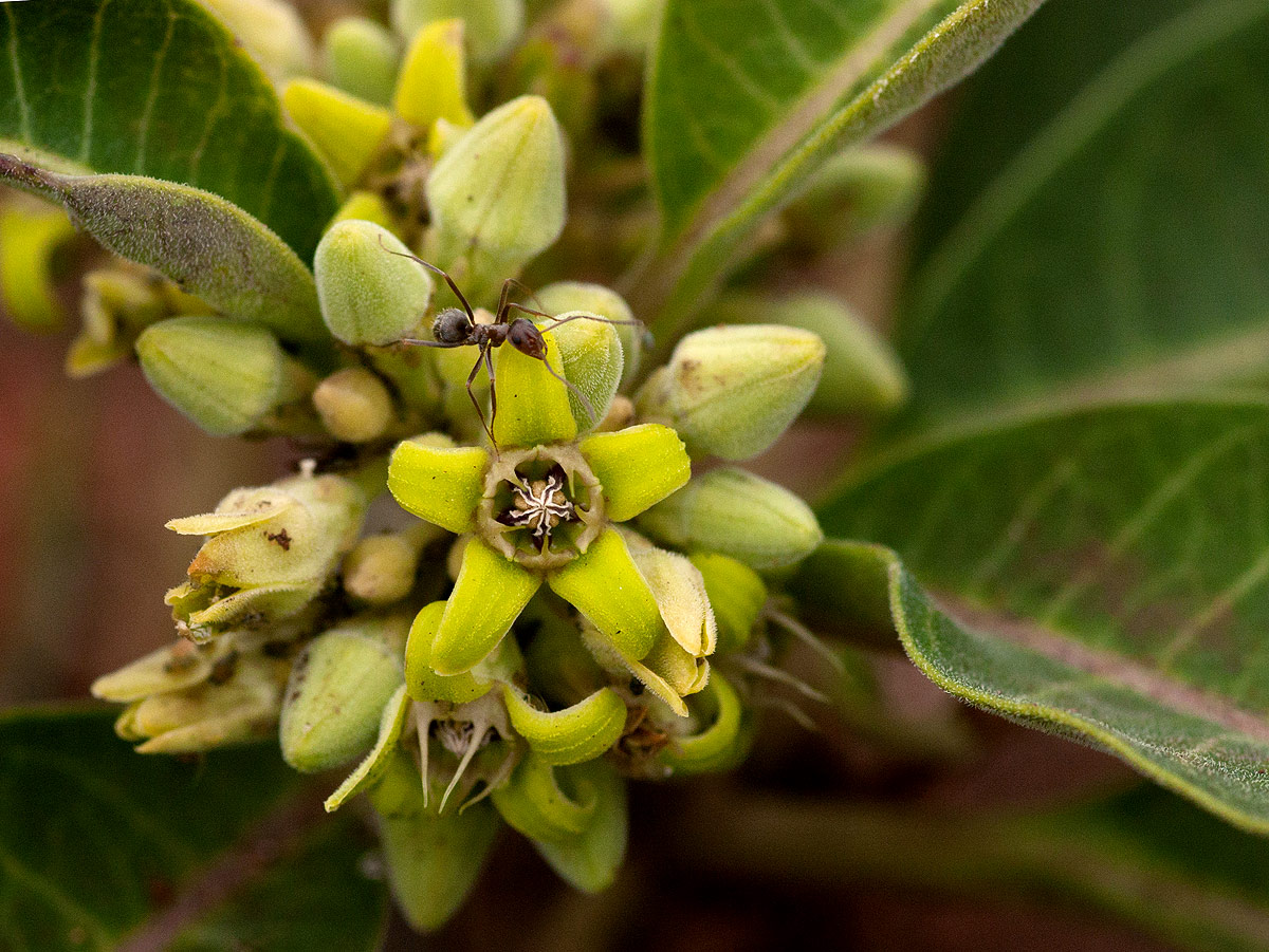 Raphionacme utilis