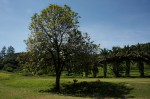 Tectona grandis
