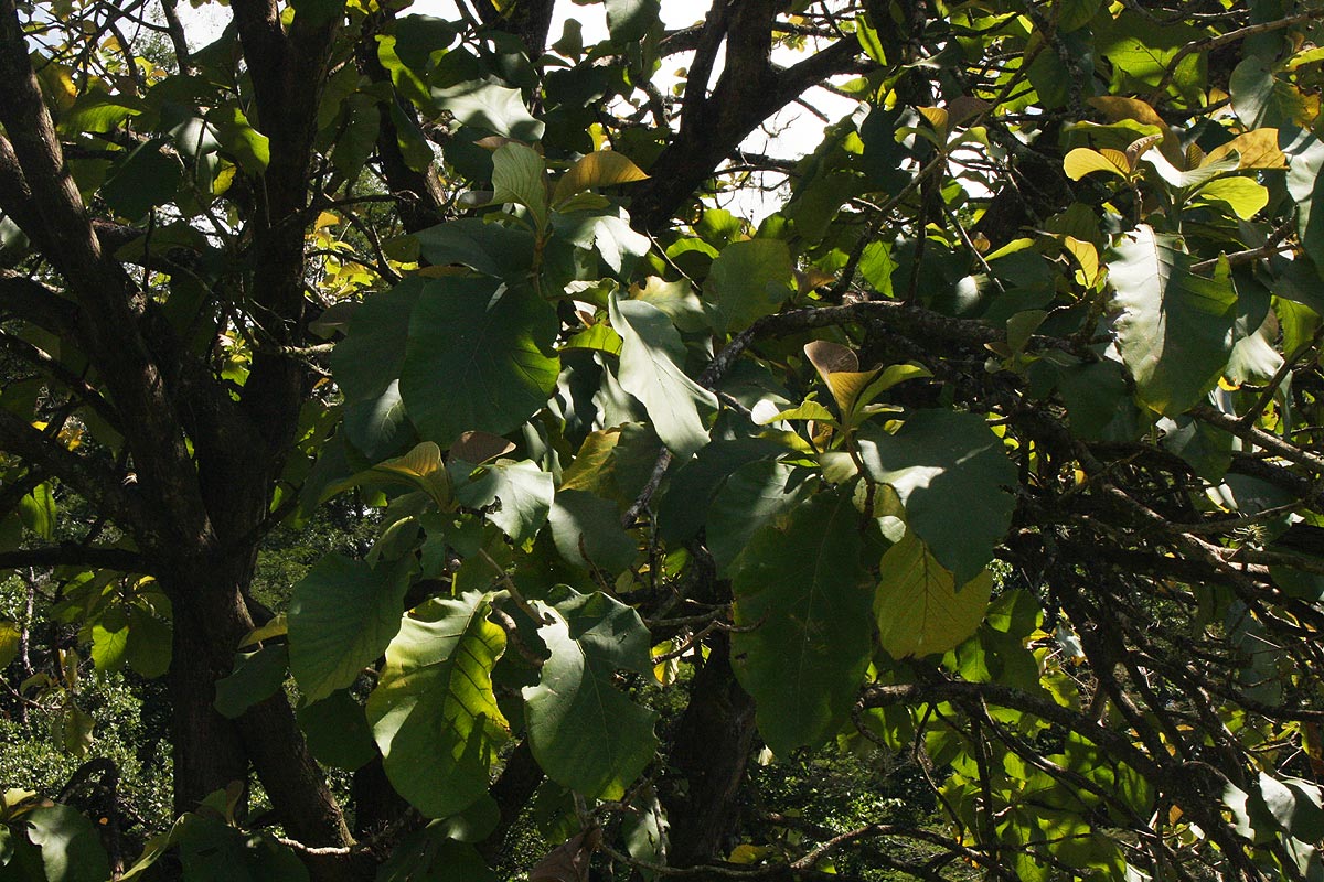 Tectona grandis