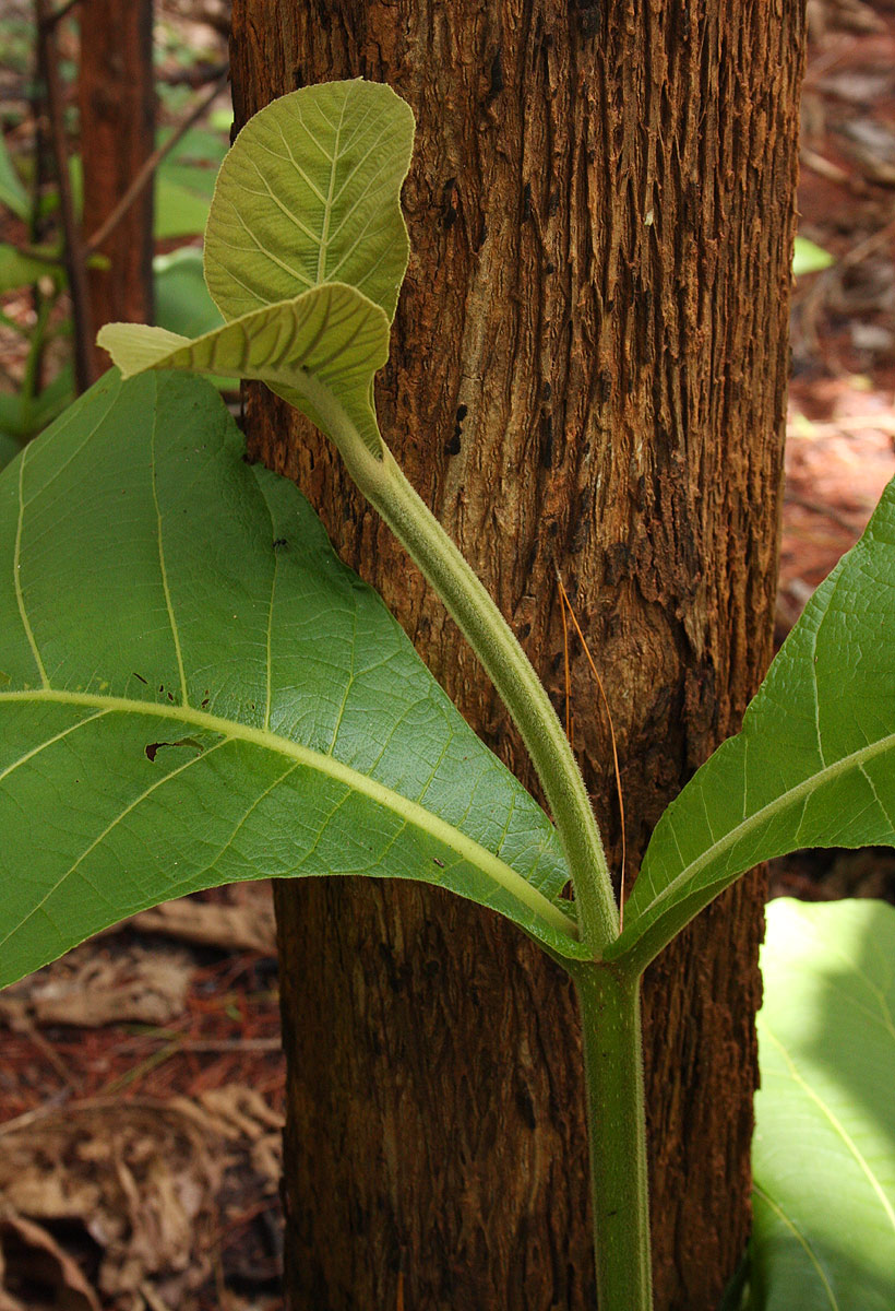 Tectona grandis