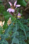 Acanthus ueleensis