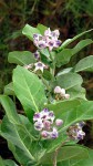 Calotropis gigantea