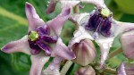 Calotropis gigantea