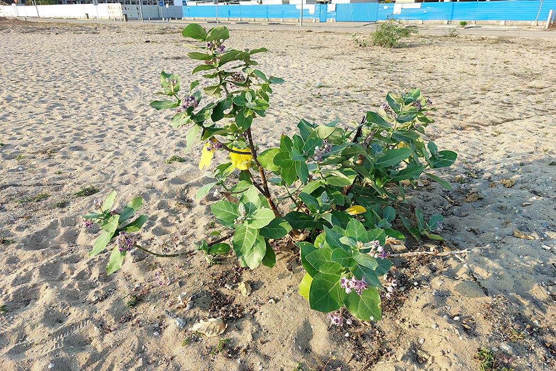 Calotropis gigantea Calotropis gigantea