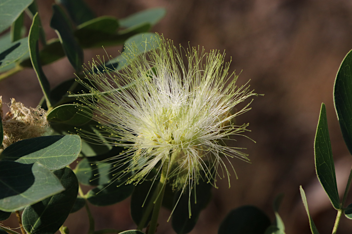 Albizia lebbeck