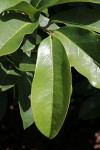 Annona muricata